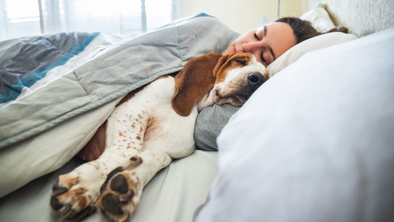 Slapen met je huisdier Beter Bed Beter Bed Belgi